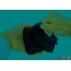 Подводная камера Aqua-Vu Micro 5 Revolution Pro в Гомеле фото 1